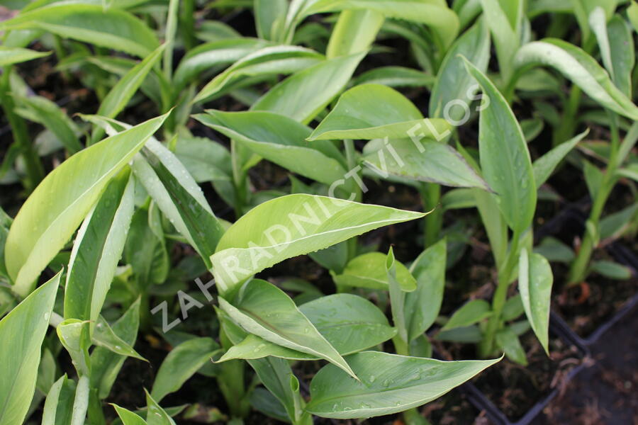 Banánovník japonský - Musa basjoo