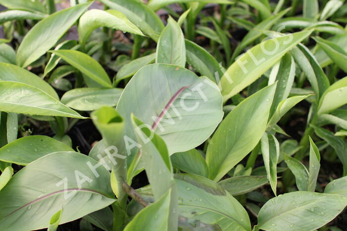 Banánovník japonský - Musa basjoo