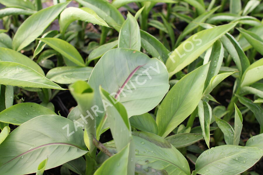 Banánovník japonský - Musa basjoo