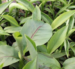 Banánovník japonský - Musa basjoo