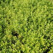 Mateřídouška citrónová 'Goldy' - Thymus citriodorus 'Goldy'