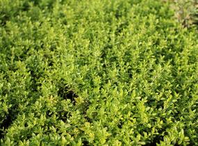 Mateřídouška citrónová 'Goldy' - Thymus citriodorus 'Goldy'