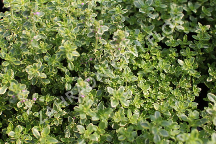 Mateřídouška 'Mystic Lemon' - Thymus citriodorus 'Mystic Lemon'