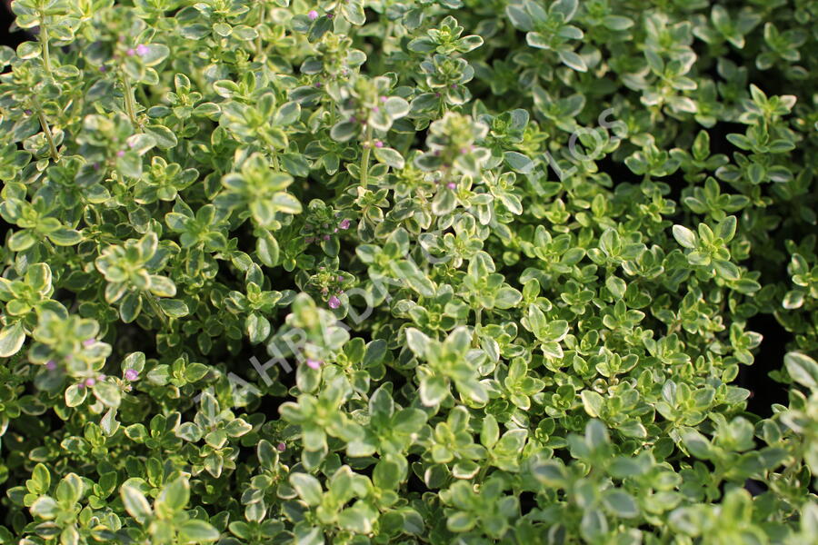 Mateřídouška 'Mystic Lemon' - Thymus citriodorus 'Mystic Lemon'