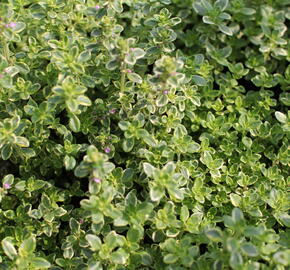 Mateřídouška 'Mystic Lemon' - Thymus citriodorus 'Mystic Lemon'