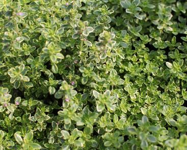 Mateřídouška 'Mystic Lemon'