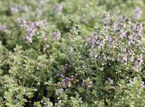 Mateřídouška 'Silver Queen' - Thymus citriodorus 'Silver Queen'
