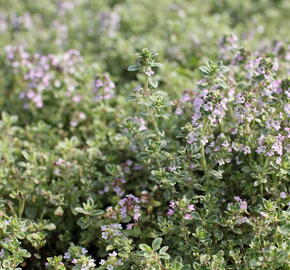 Mateřídouška 'Silver Queen' - Thymus citriodorus 'Silver Queen'