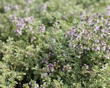Mateřídouška 'Silver Queen'