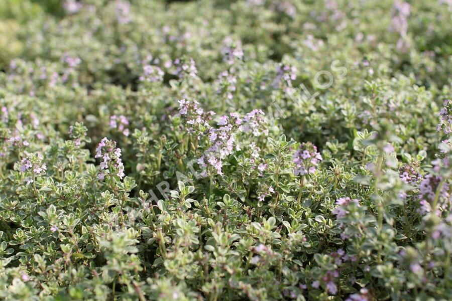 Mateřídouška 'Silver Queen' - Thymus citriodorus 'Silver Queen'