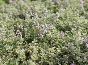Mateřídouška 'Silver Queen' - Thymus citriodorus 'Silver Queen'