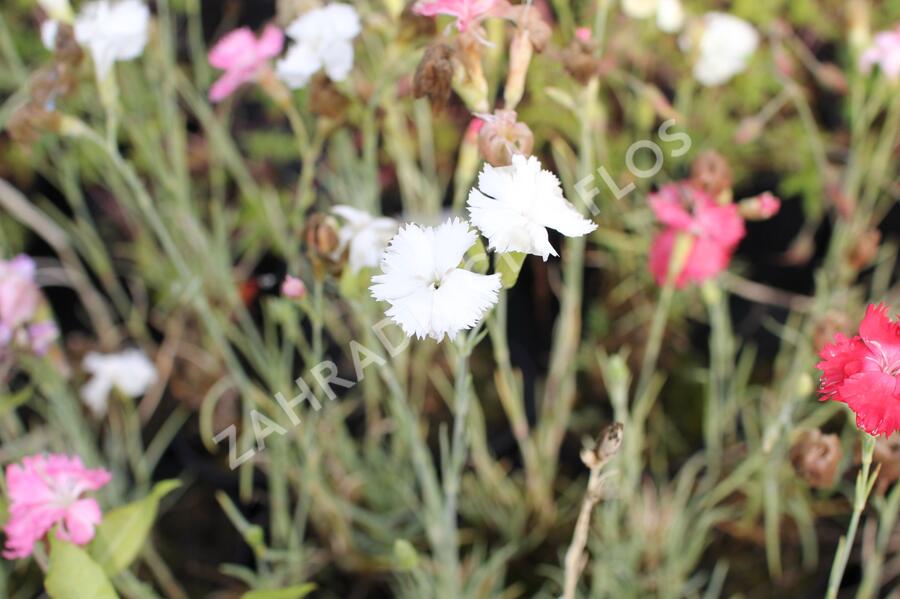 Hvozdík karafiát 'Floristan Mix' - Dianthus caryophyllus 'Floristan Mix'