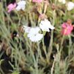 Hvozdík karafiát 'Floristan Mix' - Dianthus caryophyllus 'Floristan Mix'