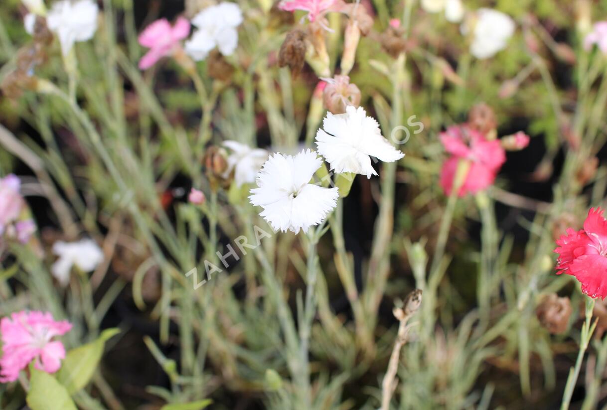 Hvozdík karafiát 'Floristan Mix' - Dianthus caryophyllus 'Floristan Mix'