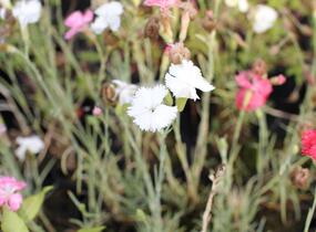 Hvozdík karafiát 'Floristan Mix' - Dianthus caryophyllus 'Floristan Mix'