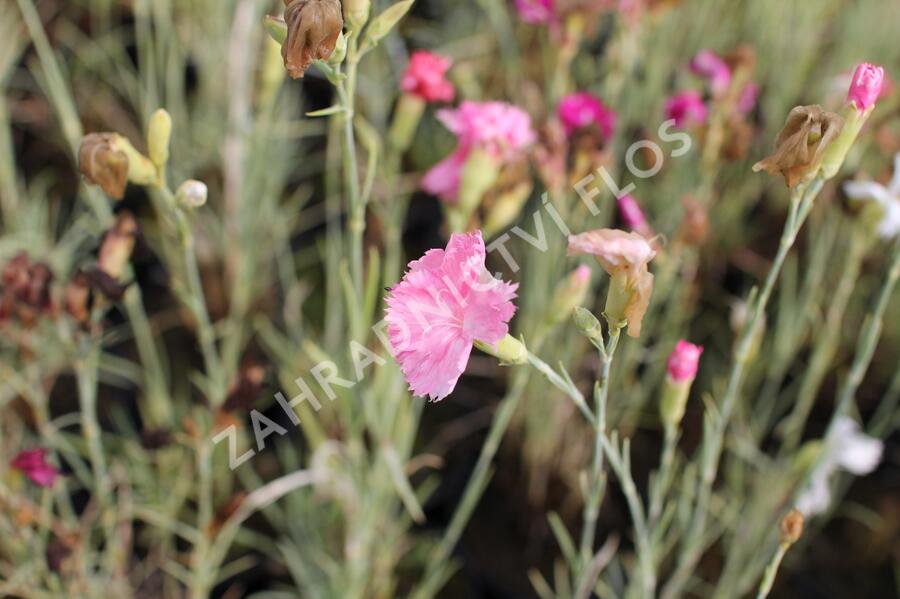 Hvozdík karafiát 'Floristan Mix' - Dianthus caryophyllus 'Floristan Mix'