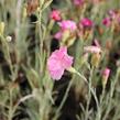 Hvozdík karafiát 'Floristan Mix' - Dianthus caryophyllus 'Floristan Mix'