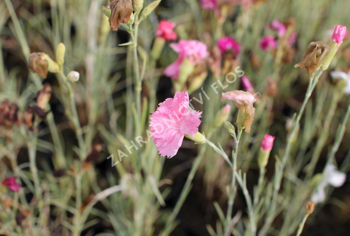 Hvozdík karafiát 'Floristan Mix' - Dianthus caryophyllus 'Floristan Mix'