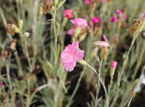 Hvozdík karafiát 'Floristan Mix' - Dianthus caryophyllus 'Floristan Mix'