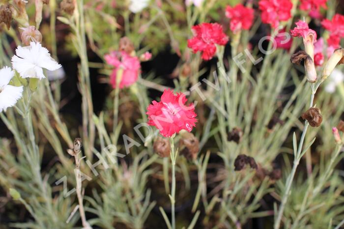 Hvozdík karafiát 'Floristan Mix' - Dianthus caryophyllus 'Floristan Mix'