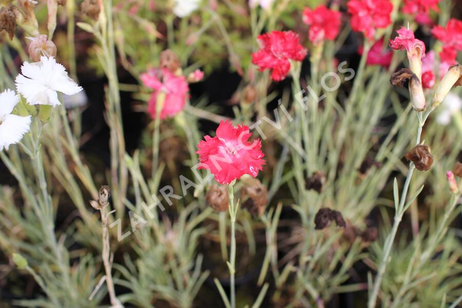 Hvozdík karafiát 'Floristan Mix' - Dianthus caryophyllus 'Floristan Mix'