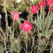 Hvozdík karafiát 'Floristan Mix' - Dianthus caryophyllus 'Floristan Mix'