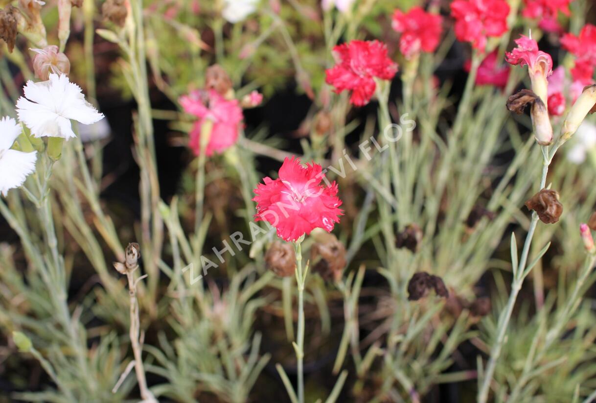 Hvozdík karafiát 'Floristan Mix' - Dianthus caryophyllus 'Floristan Mix'