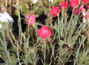 Hvozdík karafiát 'Floristan Mix' - Dianthus caryophyllus 'Floristan Mix'
