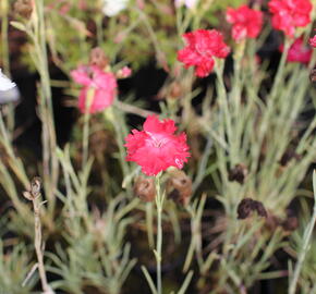 Hvozdík karafiát 'Floristan Mix' - Dianthus caryophyllus 'Floristan Mix'