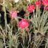 Dianthus caryophyllus 'Floristan Mix'.JPG