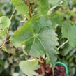 Přísavník trojcípý 'Green Spring' - Parthenocissus tricuspidata 'Green Spring'