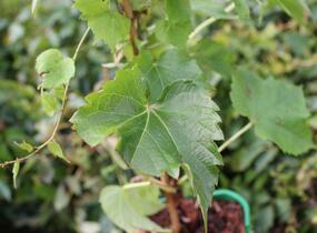 Přísavník trojcípý 'Green Spring' - Parthenocissus tricuspidata 'Green Spring'