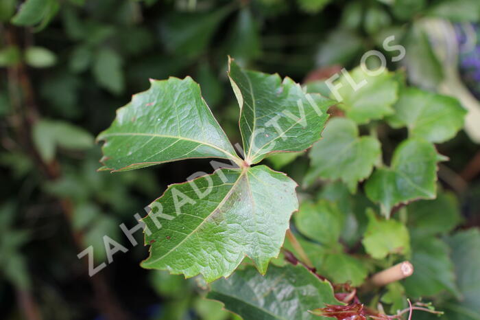 Přísavník trojcípý 'Green Spring' - Parthenocissus tricuspidata 'Green Spring'