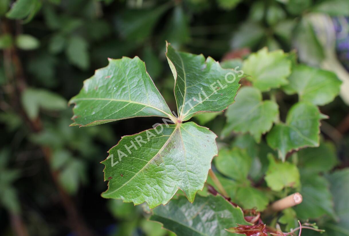 Přísavník trojcípý 'Green Spring' - Parthenocissus tricuspidata 'Green Spring'