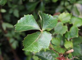 Přísavník trojcípý 'Green Spring' - Parthenocissus tricuspidata 'Green Spring'