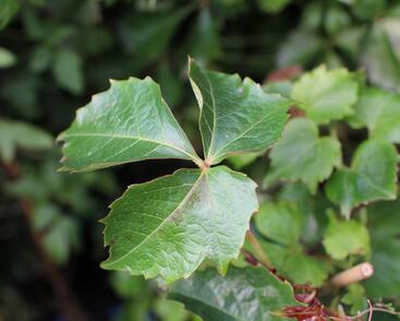Přísavník trojcípý 'Green Spring'