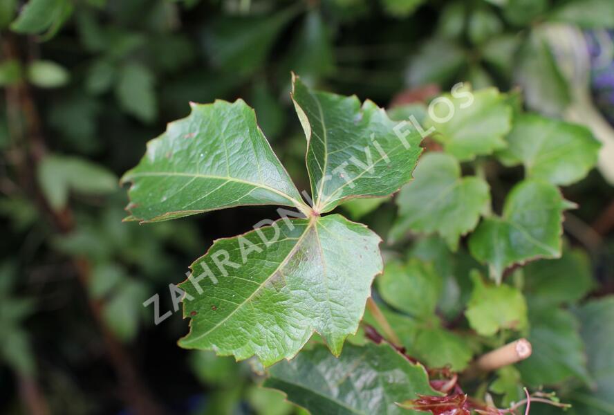 Přísavník trojcípý 'Green Spring' - Parthenocissus tricuspidata 'Green Spring'