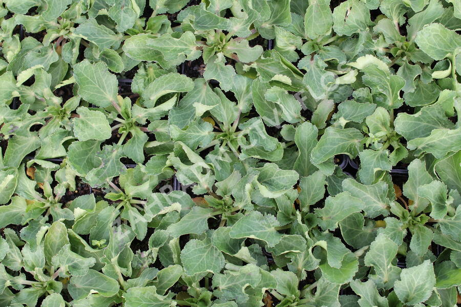 Máčka plocholistá 'Tiny Jackpot' - Eryngium planum 'Tiny Jackpot'