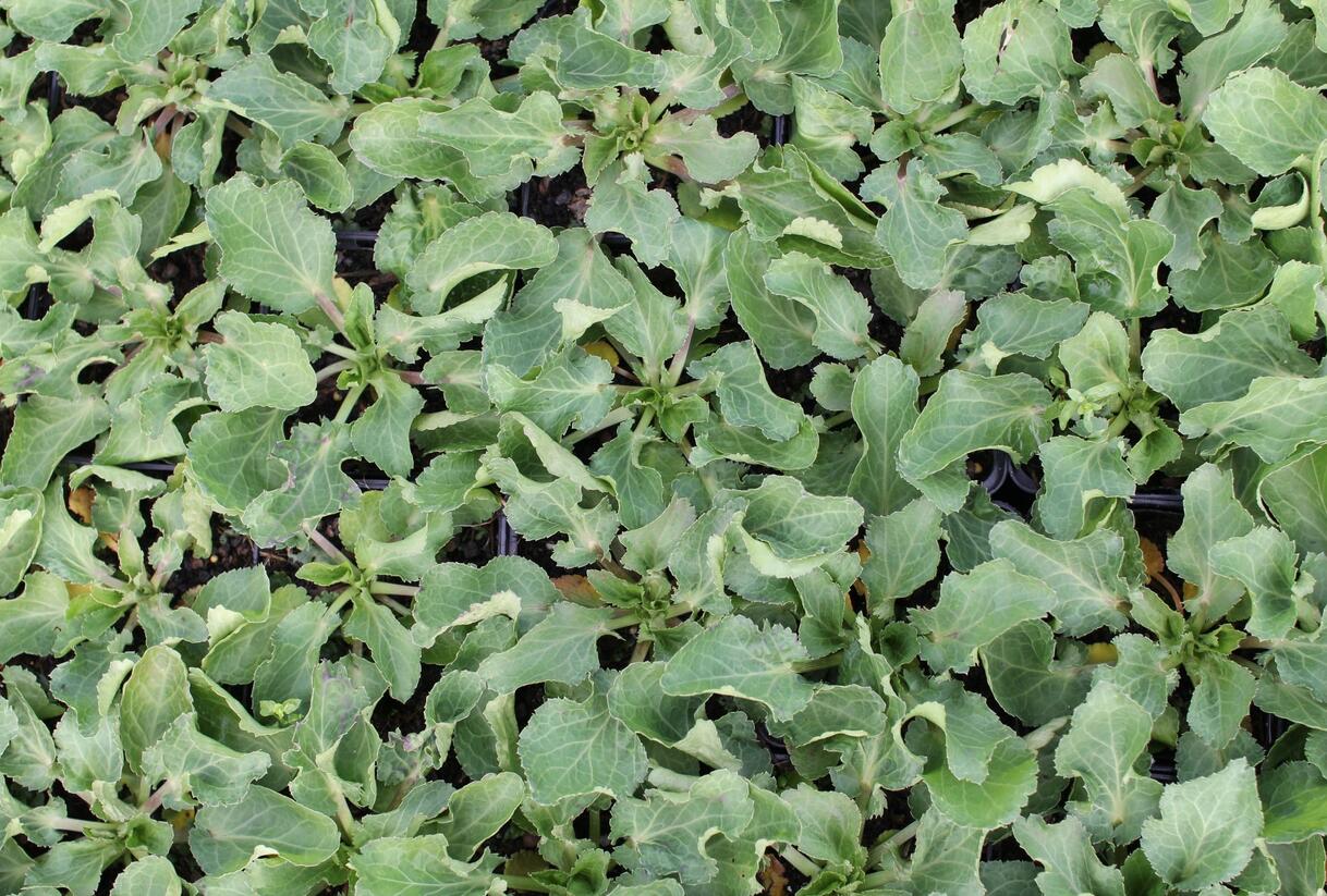 Máčka plocholistá 'Tiny Jackpot' - Eryngium planum 'Tiny Jackpot'