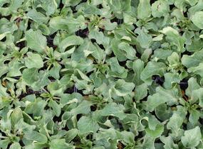 Máčka plocholistá 'Tiny Jackpot' - Eryngium planum 'Tiny Jackpot'