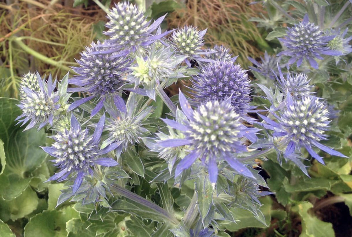 Máčka plocholistá 'Tiny Jackpot' - Eryngium planum 'Tiny Jackpot'