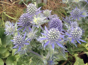 Máčka plocholistá 'Tiny Jackpot' - Eryngium planum 'Tiny Jackpot'