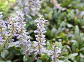 Zběhovec 'Mauro' - Ajuga tenorii 'Mauro'