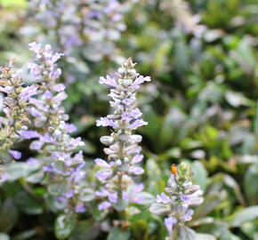Zběhovec 'Mauro' - Ajuga tenorii 'Mauro'