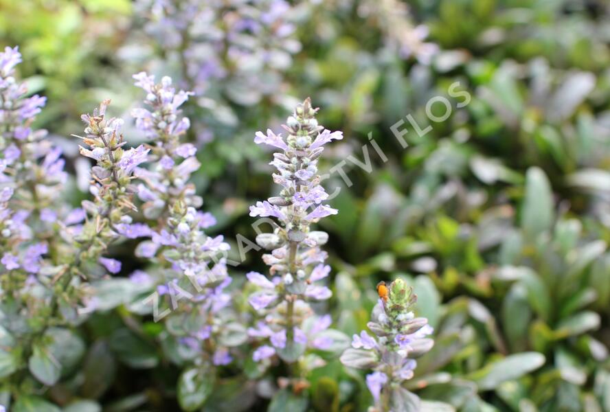 Zběhovec 'Mauro' - Ajuga tenorii 'Mauro'