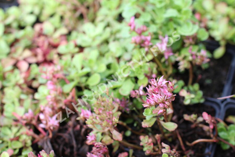 Rozchodník pochybný - Sedum spurium 'Roseum'