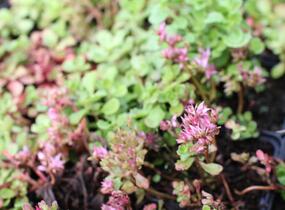 Rozchodník pochybný 'Roseum' - Sedum spurium 'Roseum'