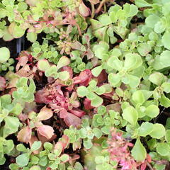 Rozchodník pochybný - Sedum spurium 'Roseum'