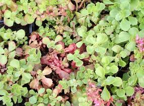 Rozchodník pochybný 'Roseum' - Sedum spurium 'Roseum'