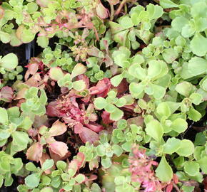 Rozchodník pochybný - Sedum spurium 'Roseum'